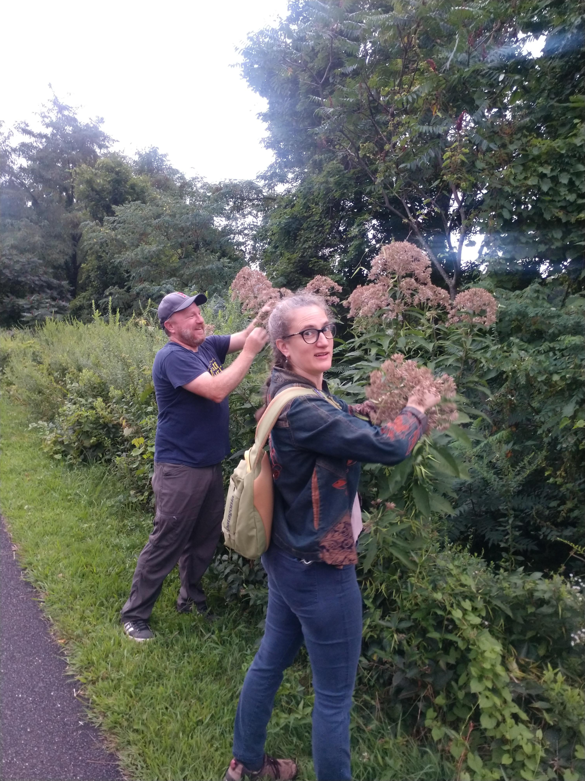 Resources and guidelines for native seed collection 