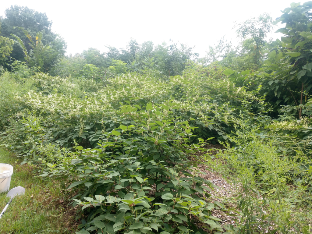 Japanese knotweed before BEES volunteer removal, August 2024